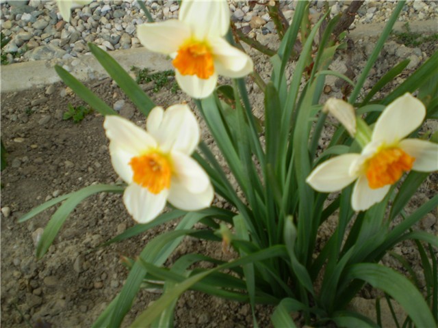 narcisi